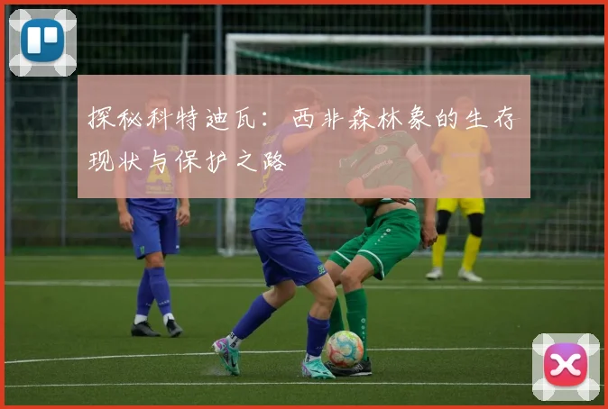 探秘科特迪瓦:西非森林象的生存现状与保护之路