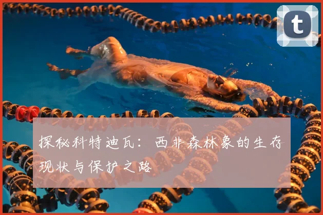 探秘科特迪瓦：西非森林象的生存现状与保护之路